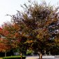 Zelkova Serrata, Japanese Zelkova Seed 1000 PCS, Japanese Elm Ju Shu