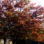 Zelkova Serrata, Japanese Zelkova Seed 1000 PCS, Japanese Elm Ju Shu