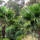 Trachycarpus Fortunei, Windmill Palm Seed 200 PCS, Chusan Palm Zonglv