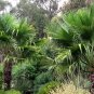 Trachycarpus Fortunei, Windmill Palm Seed 200 PCS, Chusan Palm Zonglv