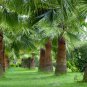 Trachycarpus Fortunei, Windmill Palm Seed 200 PCS, Chusan Palm Zonglv