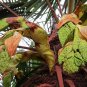 Trachycarpus Fortunei, Windmill Palm Seed 200 PCS, Chusan Palm Zonglv