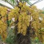 Trachycarpus Fortunei, Windmill Palm Seed 200 PCS, Chusan Palm Zonglv
