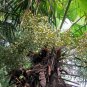 Trachycarpus Fortunei, Windmill Palm Seed 200 PCS, Chusan Palm Zonglv