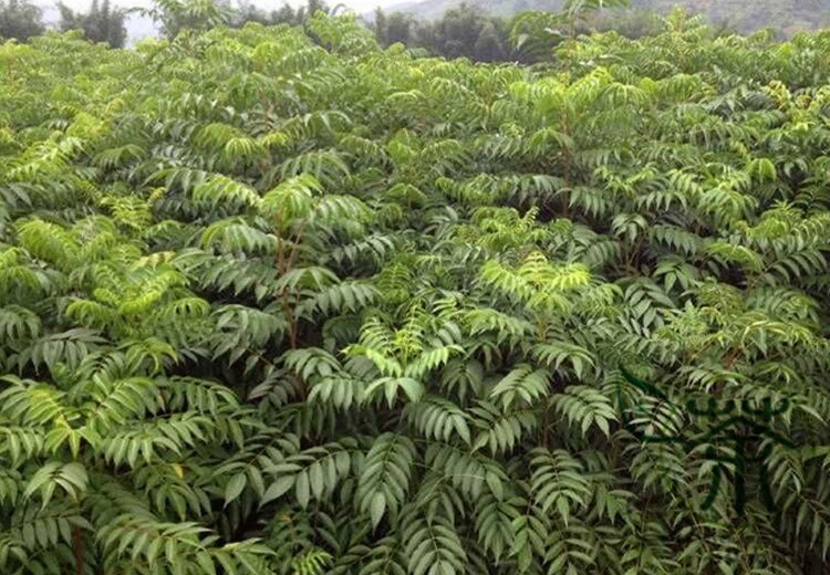 Toxicodendron Vernicifluum, Chinese Lacquer Tree Seed 1000 PCS, Ye Qi Shu
