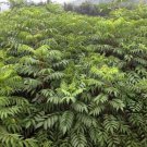 Toxicodendron Vernicifluum, Chinese Lacquer Tree Seed 1000 PCS, Ye Qi Shu