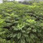 Toxicodendron Vernicifluum, Chinese Lacquer Tree Seed 1000 PCS, Ye Qi Shu