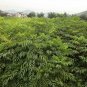 Toxicodendron Vernicifluum, Chinese Lacquer Tree Seed 1000 PCS, Ye Qi Shu
