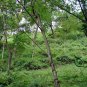 Toxicodendron Vernicifluum, Chinese Lacquer Tree Seed 1000 PCS, Ye Qi Shu