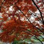 Toxicodendron Vernicifluum, Chinese Lacquer Tree Seed 1000 PCS, Ye Qi Shu