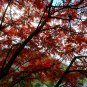 Toxicodendron Vernicifluum, Chinese Lacquer Tree Seed 1000 PCS, Ye Qi Shu