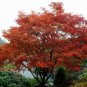 Toxicodendron Vernicifluum, Chinese Lacquer Tree Seed 1000 PCS, Ye Qi Shu