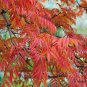 Toxicodendron Vernicifluum, Chinese Lacquer Tree Seed 1000 PCS, Ye Qi Shu