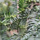 Torreya Grandis, Chinese Nutmeg Yew Seed 100 PCS, Xiang Fei