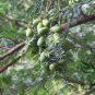 Torreya Grandis, Chinese Nutmeg Yew Seed 100 PCS, Xiang Fei