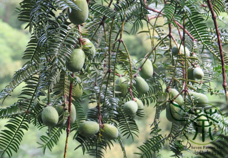 Torreya Grandis, Chinese Nutmeg Yew Seed 100 PCS, Xiang Fei