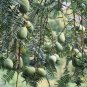 Torreya Grandis, Chinese Nutmeg Yew Seed 100 PCS, Xiang Fei