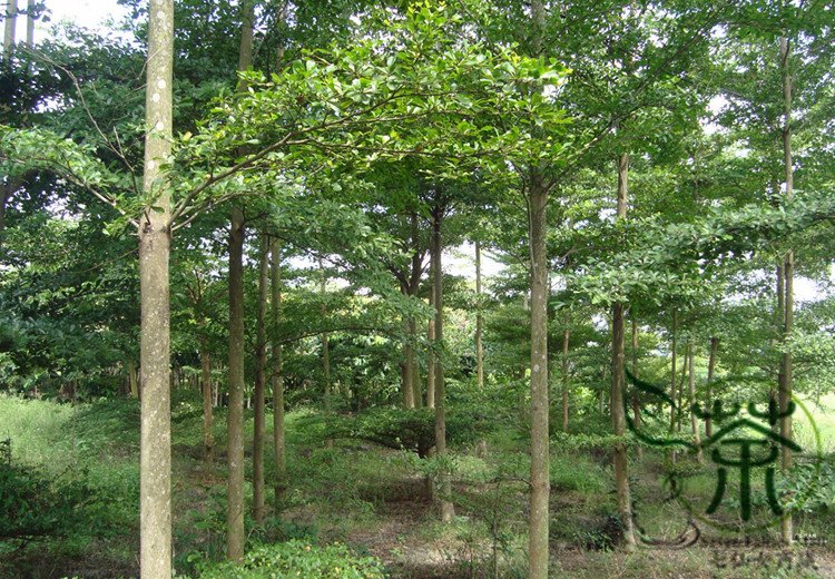 Terminalia Mantaly, Madagascar Almond Seed 100 PCS, Xiao Ye Lan Ren