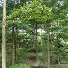 Terminalia Mantaly, Madagascar Almond Seed 100 PCS, Xiao Ye Lan Ren