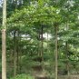 Terminalia Mantaly, Madagascar Almond Seed 100 PCS, Xiao Ye Lan Ren