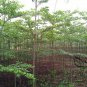 Terminalia Mantaly, Madagascar Almond Seed 100 PCS, Xiao Ye Lan Ren