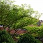 Terminalia Mantaly, Madagascar Almond Seed 100 PCS, Xiao Ye Lan Ren