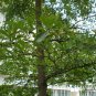 Terminalia Mantaly, Madagascar Almond Seed 100 PCS, Xiao Ye Lan Ren