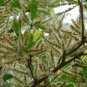 Terminalia Mantaly, Madagascar Almond Seed 100 PCS, Xiao Ye Lan Ren