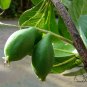 Terminalia Mantaly, Madagascar Almond Seed 100 PCS, Xiao Ye Lan Ren