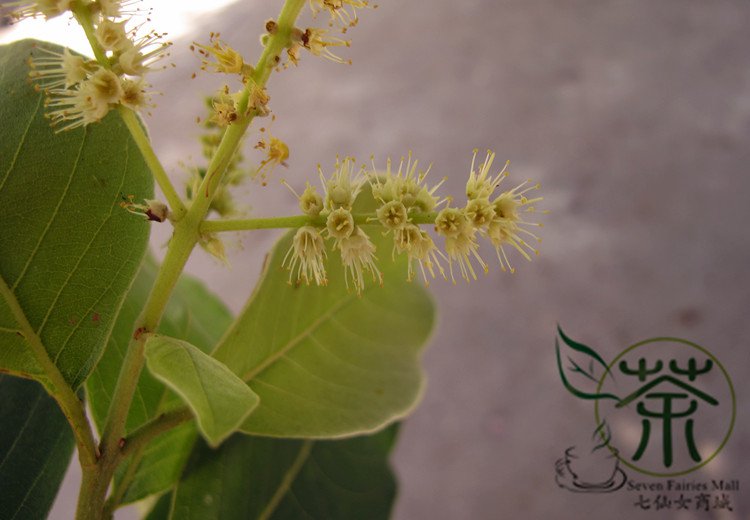 Terminalia Chebula, Chebula Myrobalan Seed 100 PCS, Yellow Haritaki He Zi