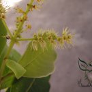 Terminalia Chebula, Chebula Myrobalan Seed 100 PCS, Yellow Haritaki He Zi