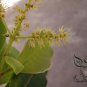 Terminalia Chebula, Chebula Myrobalan Seed 100 PCS, Yellow Haritaki He Zi