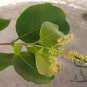 Terminalia Chebula, Chebula Myrobalan Seed 100 PCS, Yellow Haritaki He Zi