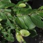 Terminalia Chebula, Chebula Myrobalan Seed 100 PCS, Yellow Haritaki He Zi
