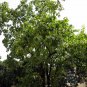 Terminalia Chebula, Chebula Myrobalan Seed 100 PCS, Yellow Haritaki He Zi