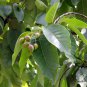 Terminalia Chebula, Chebula Myrobalan Seed 100 PCS, Yellow Haritaki He Zi