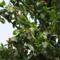 Terminalia Chebula, Chebula Myrobalan Seed 100 PCS, Yellow Haritaki He Zi
