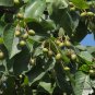 Terminalia Chebula, Chebula Myrobalan Seed 100 PCS, Yellow Haritaki He Zi