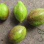 Terminalia Chebula, Chebula Myrobalan Seed 100 PCS, Yellow Haritaki He Zi