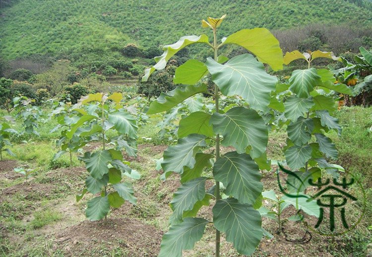 Tectona Grandis, C.P.Teak Seed 100 PCS, Nagpur Teak You Mu