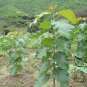Tectona Grandis, C.P.Teak Seed 100 PCS, Nagpur Teak You Mu