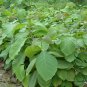 Tectona Grandis, C.P.Teak Seed 100 PCS, Nagpur Teak You Mu
