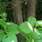 Tectona Grandis, C.P.Teak Seed 100 PCS, Nagpur Teak You Mu