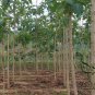 Tectona Grandis, C.P.Teak Seed 100 PCS, Nagpur Teak You Mu