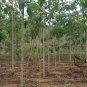 Tectona Grandis, C.P.Teak Seed 100 PCS, Nagpur Teak You Mu