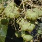 Tectona Grandis, C.P.Teak Seed 100 PCS, Nagpur Teak You Mu