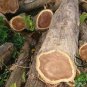 Tectona Grandis, C.P.Teak Seed 100 PCS, Nagpur Teak You Mu