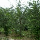 Taxus Chinensis, Chinese Yew Seed 500 PCS, Taxus Sumatrana Hongdou Shan