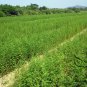 Taxodium Distichum, Bald Cypress Seed 300 PCS, Luoyu Shan