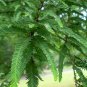 Taxodium Distichum, Bald Cypress Seed 300 PCS, Luoyu Shan